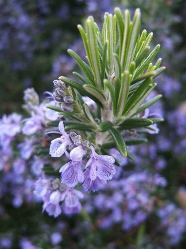 Naissance Pure Steam Distilled Rosemary Essential Oil