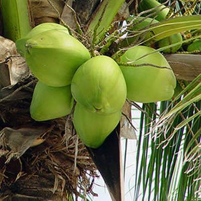 Coconut Virgin Organic Oil