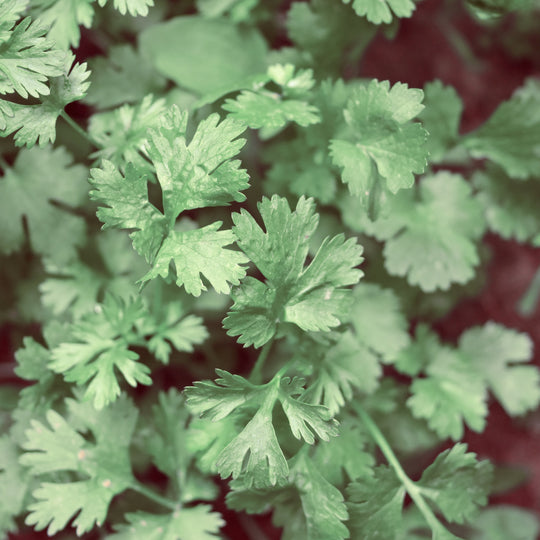 Coriander Seed Essential Oil