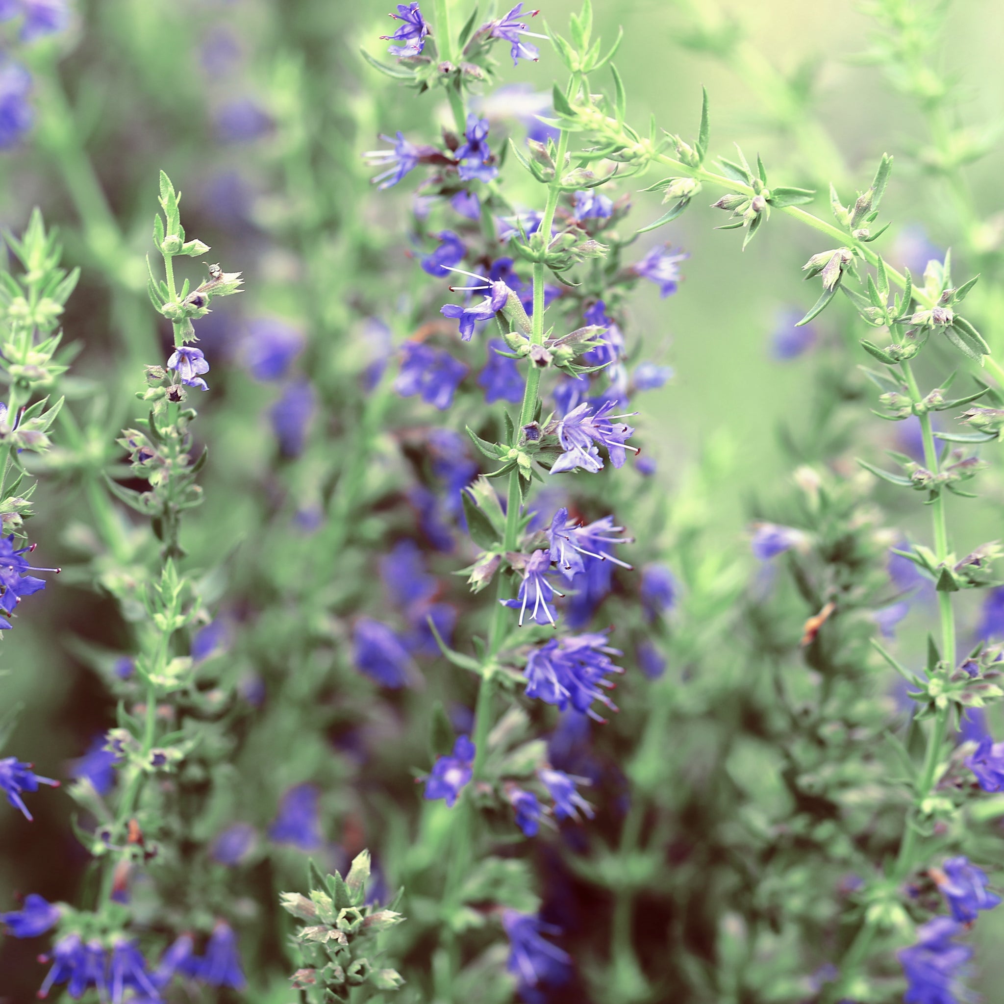 Hyssop Organic Essential Oil