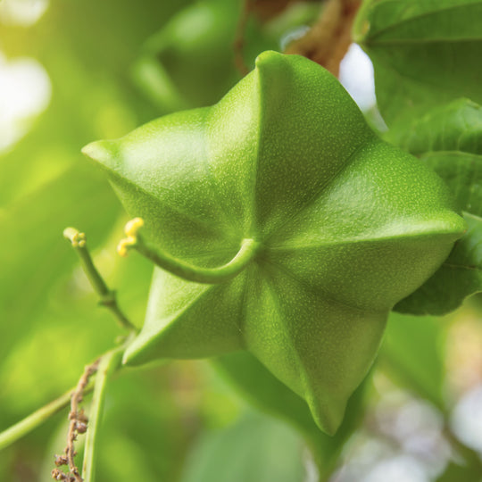 Inca Inchi® Active Oil