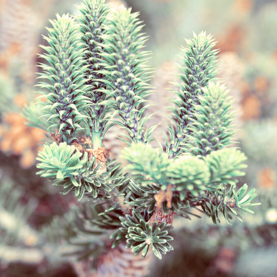 Fir Needle Silver_Organic Essential Oil