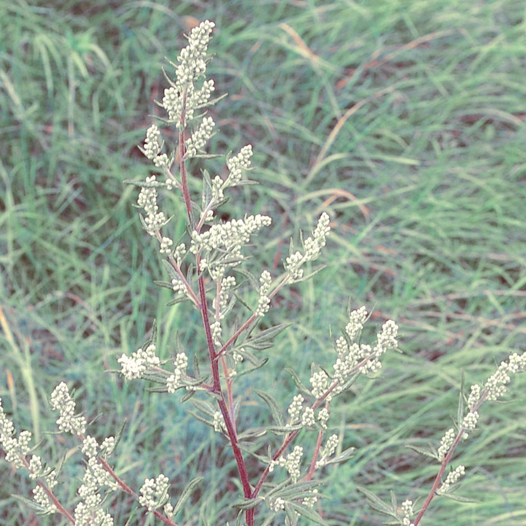 Artemisia Organic Essential Oil