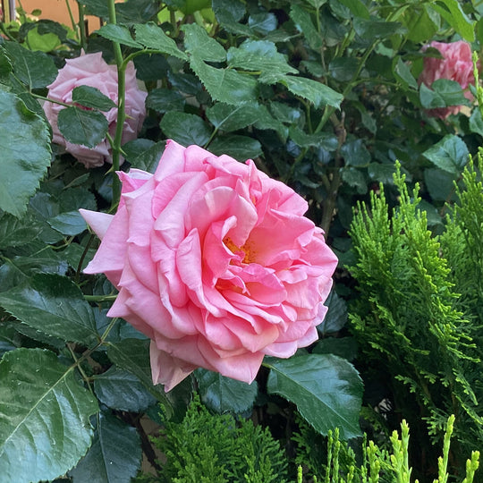 Rose Absolute Essential Oil