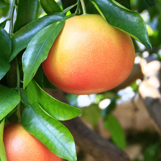 Grapefruit Essential Oil