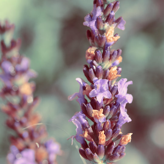 Lavandin Grosso Organic Essential Oil (N° 197)