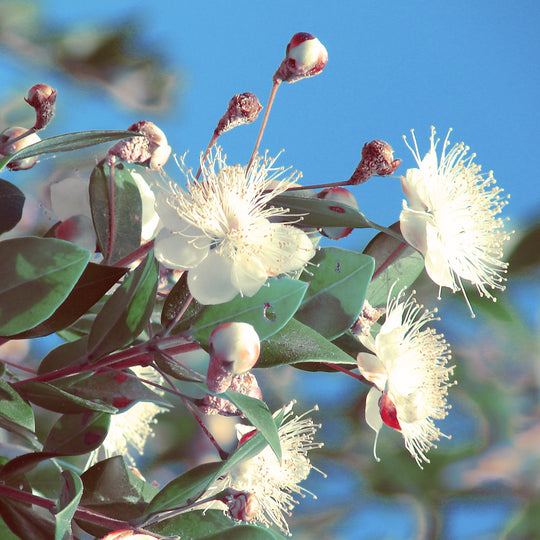 Myrtle Essential Oil (N° 176)