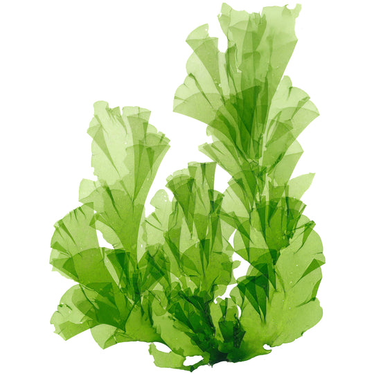 Aloe Vera and Seaweed Gel