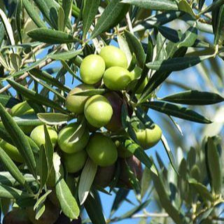 Olive Extra Virgin Oil