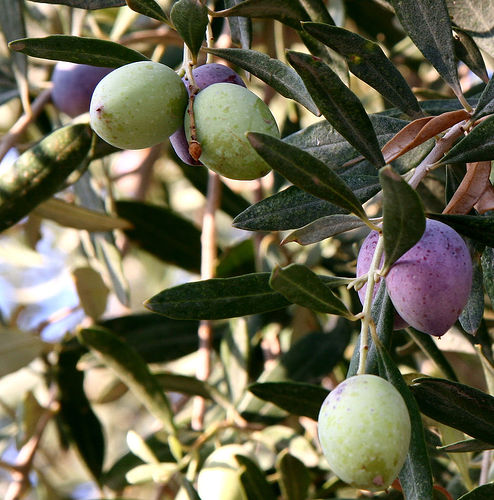 Olive, Squalane Oil