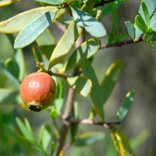 Sandalwood Australian Essential Oil (N° 161)