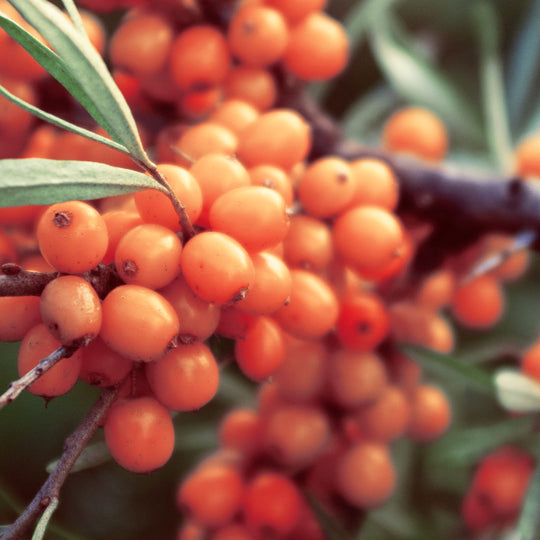 Sea Buckthorn Oil