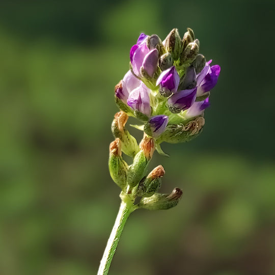 Bakuchiol Sytenol® A (Nature's alternative to retinol)