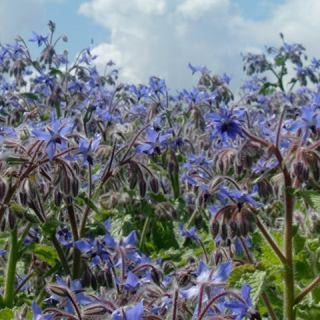 Borage (Starflower) Seed Oil