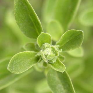 Marjoram Organic Essential Oil
