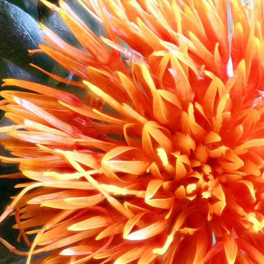 Safflower Organic Oil