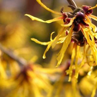 Witch Hazel