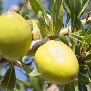 Argan Virgin Organic Oil_Premium