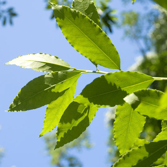 Bay Laurel Organic Essential Oil