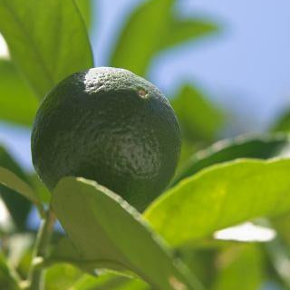 Bergamot FC-Free Essential Oil