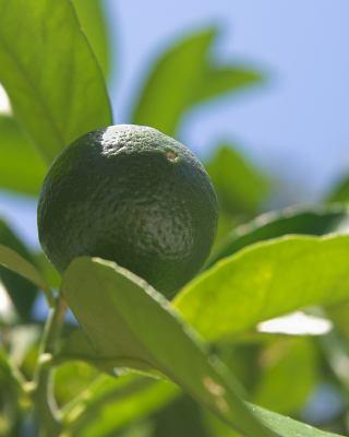 Naissance 100% pure FC Free Bergamot Essential Oil