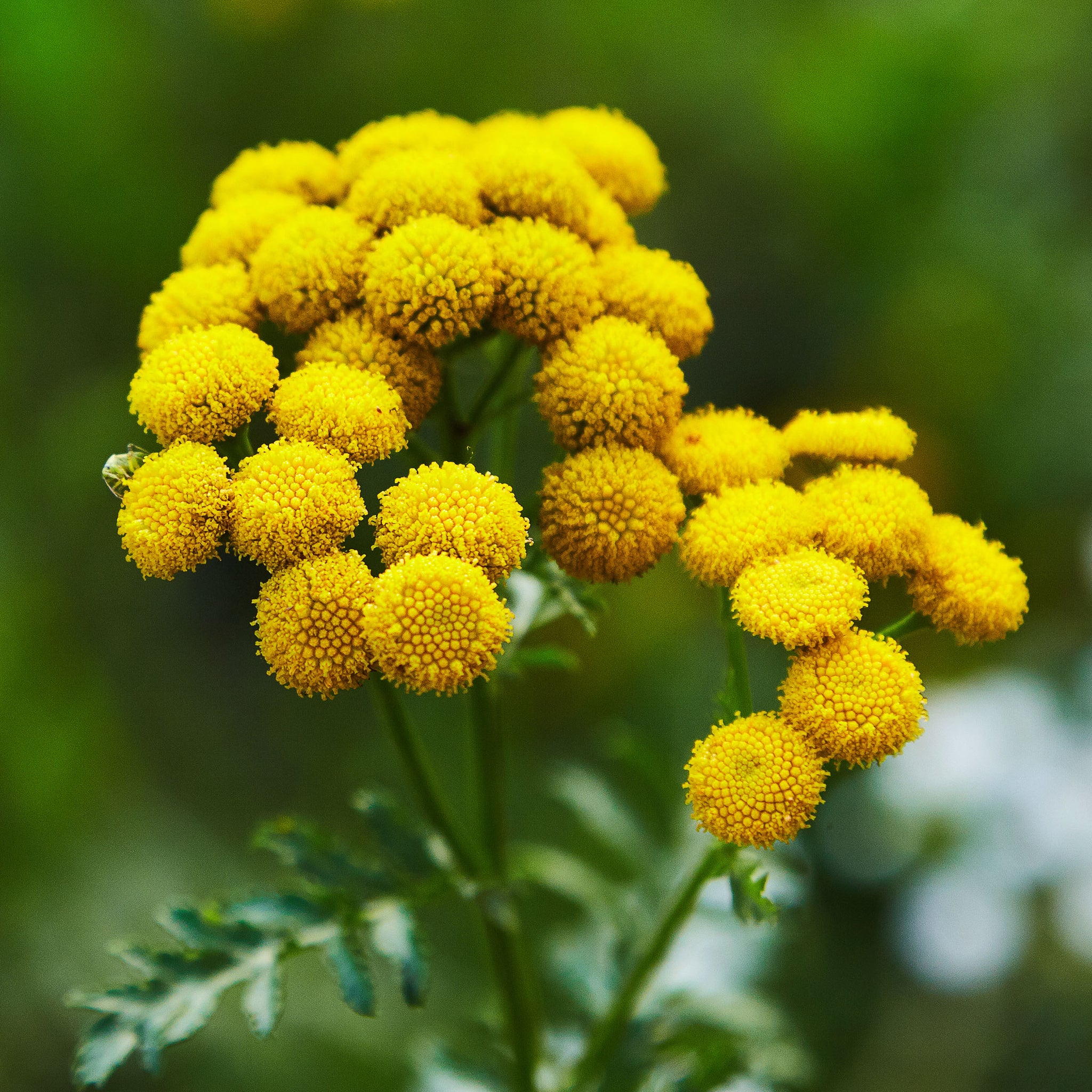 Blue Tansy Organic Essential Oil