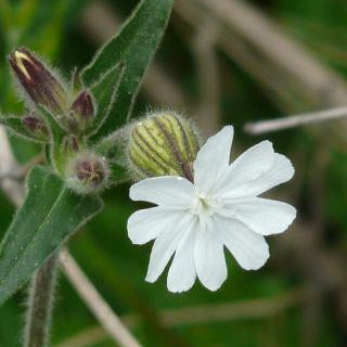 Camphor White Essential Oil