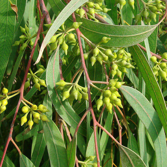 Eucalyptus Smithii Essential Oil