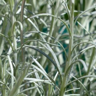 Helichrysum Organic Essential Oil 100ml