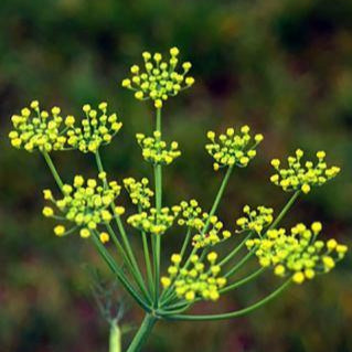 Fennel Sweet Organic Essential Oil
