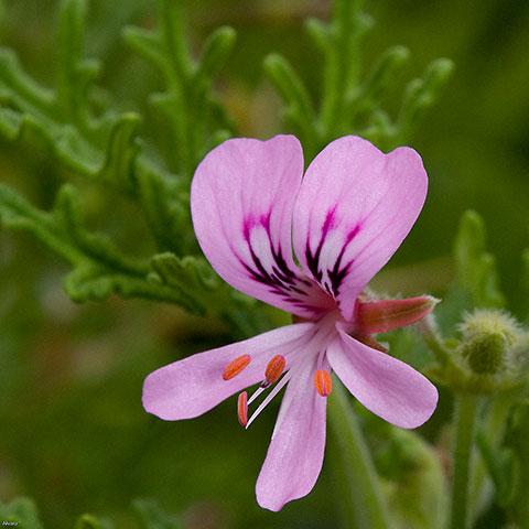 Naissance 100% pure Organic Geranium Rose Essential Oil