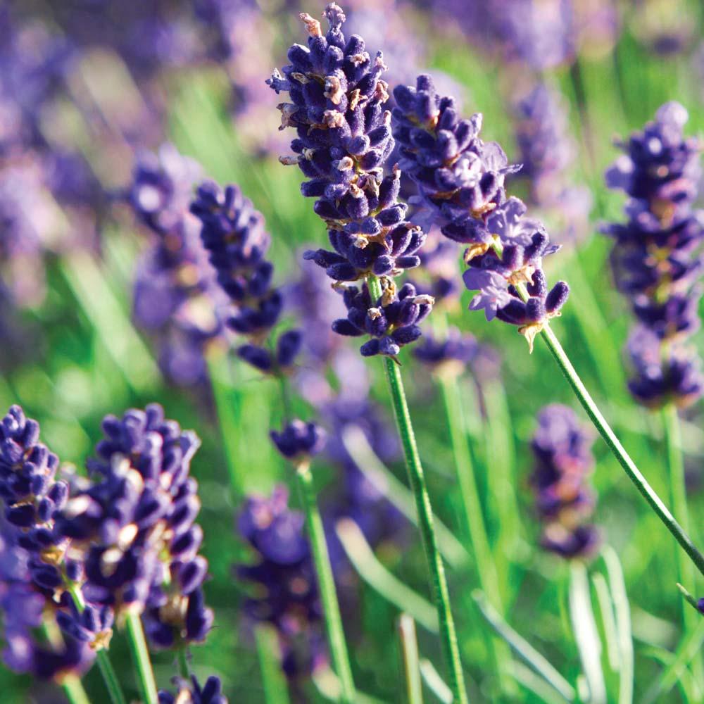 Naissance Steam Distilled Organic Lavender Essential Oil