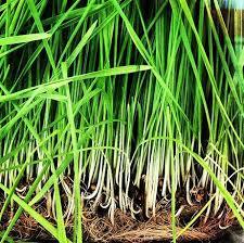 Lemongrass Citratus Essential Oil