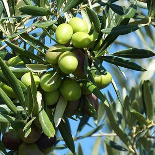 Olive Extra Virgin Organic Oil