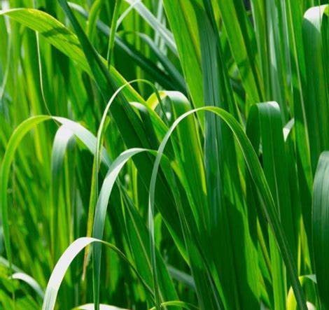 Palmarosa Organic Essential Oil (No.136)