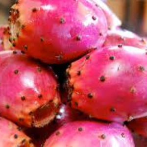 Prickly Pear Organic Oil