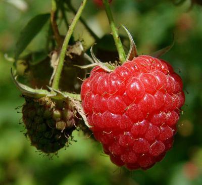 Raspberry Seed Refined Carrier Oil