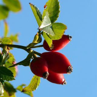 Rosehip Oil Premium