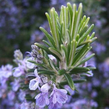 Rosemary Essential Oil