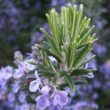 Rosemary Organic Essential Oil