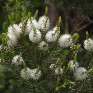 Tea Tree Premium Australian Essential Oil