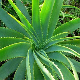 Aloe Vera Gel