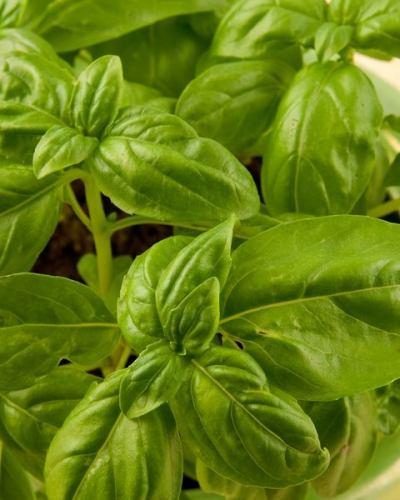 Naissance 100% pure steam distilled Basil Essential Oil