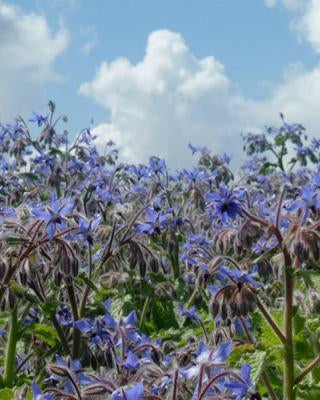 Naissance 100% pure, cold pressed Organic Borage Seed Oil