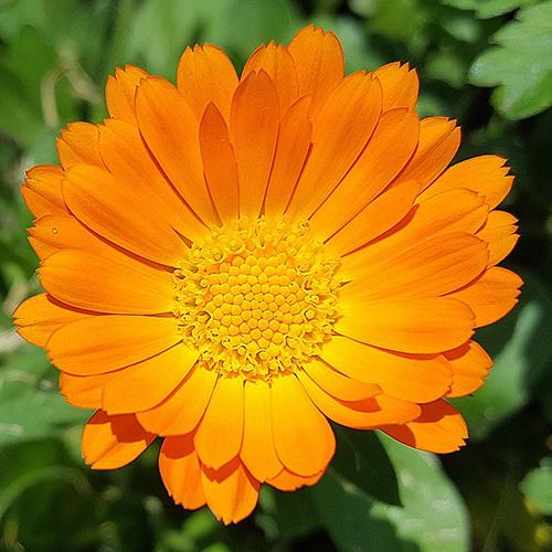 Calendula Infused Oil