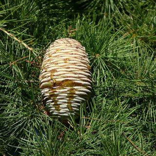 Cedarwood Atlas Essential Oil