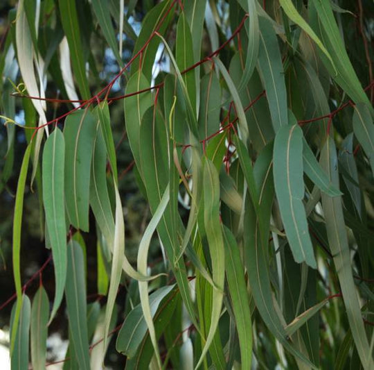 Eucalyptus, Lemon Organic