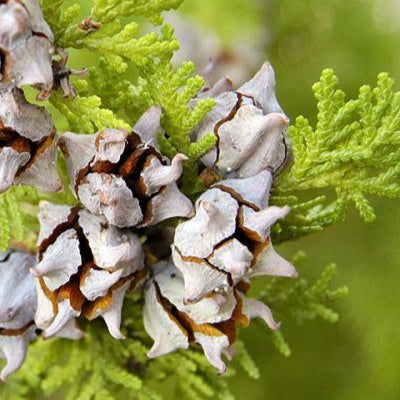 Cypress Organic Essential Oil