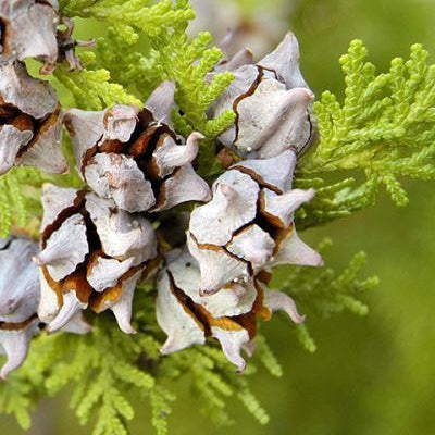 Cypress Essential Oil