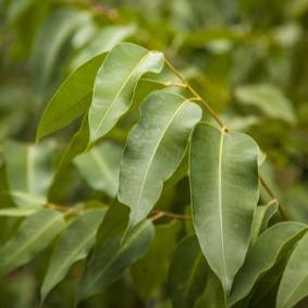 Eucalyptus Radiata Organic Essential Oil